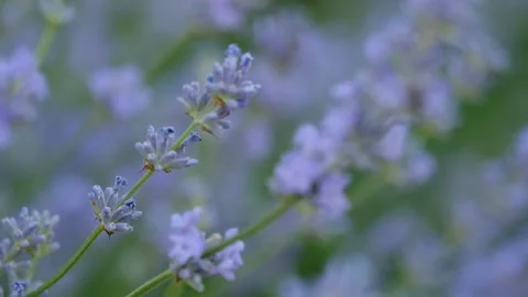 Selective focus of calm beautiful fresh lavender flower blooming scented fields Stock Footage 158910409