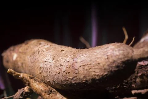 Selective focus, cassava root isolated from indoor sunlight. Stock Photos