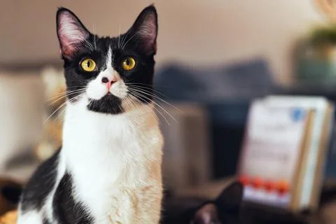 Selective focus of a cat with white and black pattern looking at something 스톡 사진