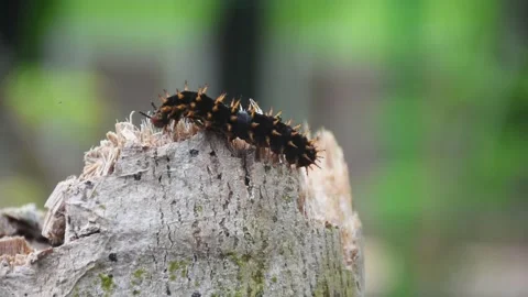 Selective focus of a caterpillar Stock Footage 251168671