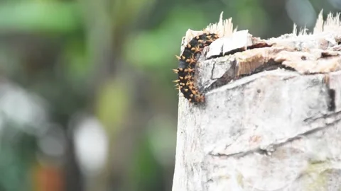 Selective focus of a caterpillar Stock Footage 251168778