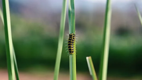 Selective focus of Caterpillar or worm moving on leaves. Stock Footage 153403359