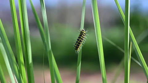 Selective focus of Caterpillar or worm moving on leaves.	 Stock Footage 155580525