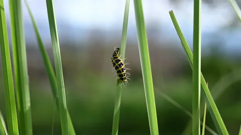 Selective focus of Caterpillar or worm moving on leaves black and yellow catterp Stock Footage 158039436