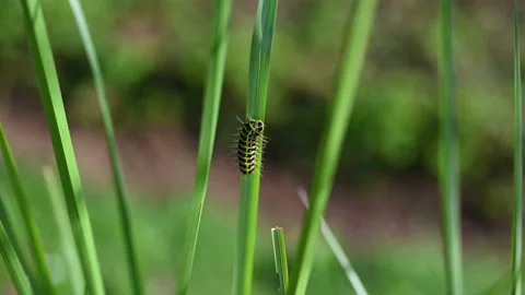 Selective focus of Caterpillar or worm moving on leaves.	 Stock Footage 160199006