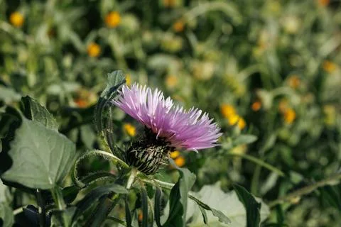 Selective focus on a centaurea flower in the field Stock Photos