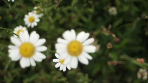 Selective focus of chamomile field flowers Stock Footage 279323372