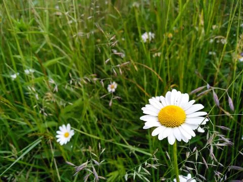 Selective focus chamomile in the foreground on blurred background of grass. Stock Photos