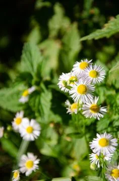 Selective focus chamomile in foreground on blurred background of green grass. Stock Photos