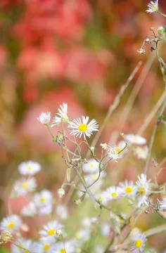 Selective focus chamomile in foreground on blurred background of flowers. Stock Photos