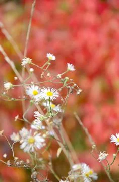 Selective focus chamomile in foreground on blurred background of flowers. Stock Photos