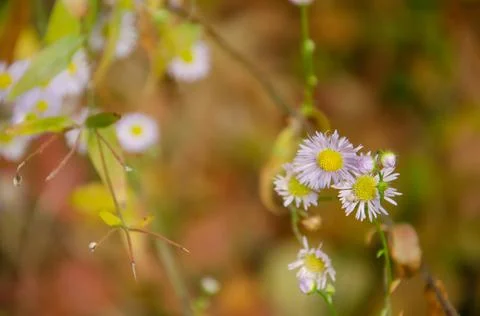 Selective focus chamomile in foreground on blurred background of flowers. Stock Photos