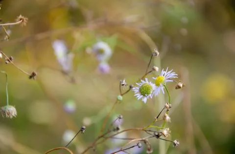 Selective focus chamomile in foreground on blurred background of green grass. Stock Photos