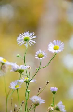 Selective focus chamomile in foreground on blurred background of green grass. Foto stock