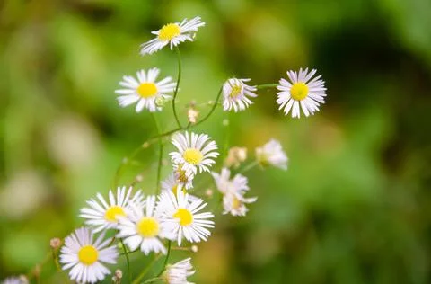 Selective focus chamomile in foreground on blurred background of green grass. Stock Photos