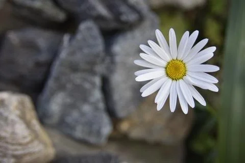 Selective focus on chamomile with yellow center on the grey stones background Stock Photos