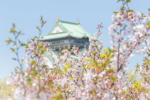 Selective focus of cherry blossom with blurred Osaka castle, Japanese spring Photos