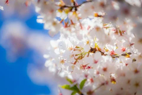 Selective focus cherry blossom sakura in japan with blurred blue sky 写真素材