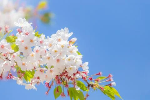 Selective focus cherry blossom sakura in japan with blurred blue sky Фото