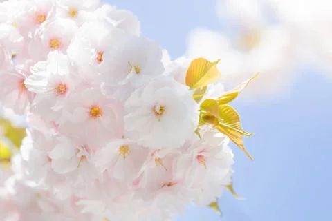 Selective focus cherry blossom sakura in japan with blurred blue sky Фото