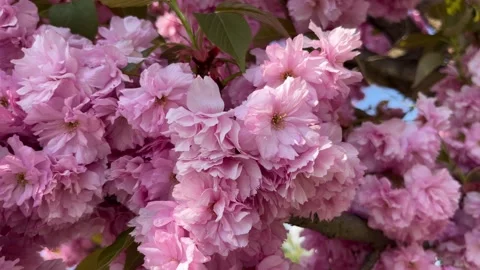 Selective focus cherry blossom tree in full bloom Stock Footage 334329297