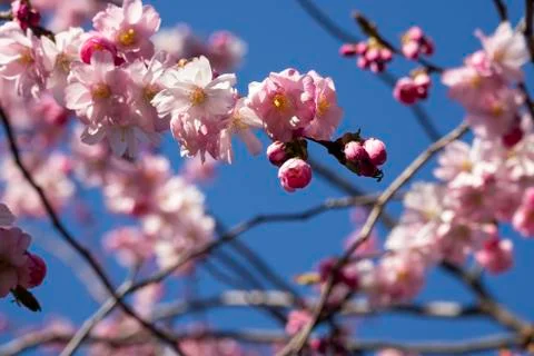 Selective focus, cherry blossom tree Stock Photos