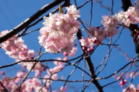 Selective focus, cherry blossom tree Stock Photos