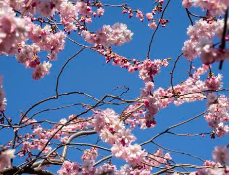 Selective focus, cherry blossom tree Stock Photos