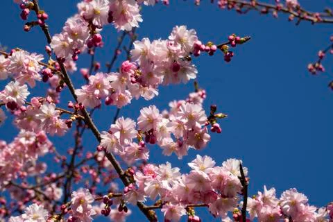 Selective focus, cherry blossom tree Stock Photos