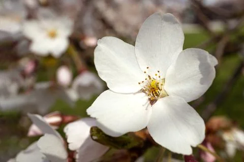 Selective focus cherry blossom. Trees bloom in spring. Close up. Stock Photos