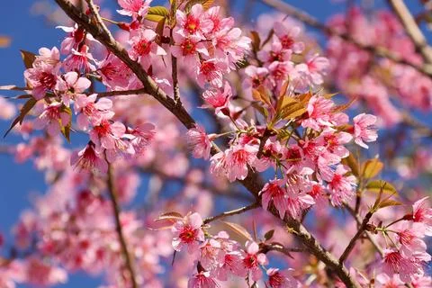 Selective focus Cherry blossoms pink flowers on blue sky background Stock-Fotos