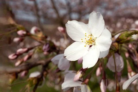 Selective focus of cherry flower. Trees budding in spring. Close up. Stock Photos
