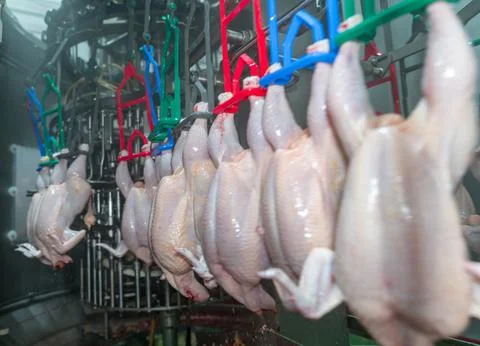 Selective focus chicken move out from automate cut offal machine. Foto stock