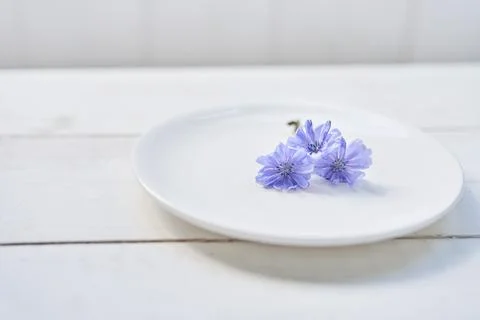 Selective focus on chicory flowers lying on a saucer, on a white background Stock-Fotos