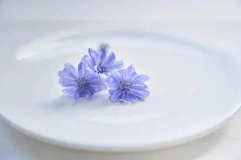 Selective focus on chicory flowers lying on a saucer, on a white background Stock Photos