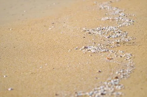 Selective focus of clam shell at the beach Stock Photos