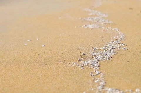Selective focus of clam shell at the beach Stock Photos