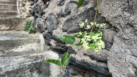 Selective focus climbing flower growing along an old stone wall Stock Footage 345592550