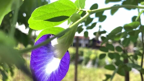 Selective focus of Clitorea ternatea Stock Footage 295469292