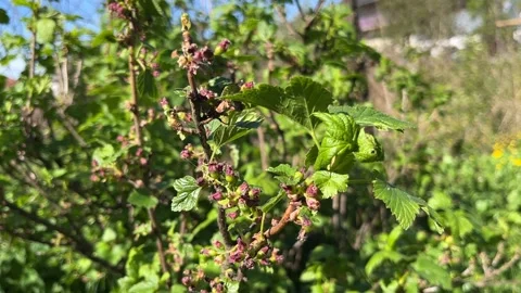 Selective focus close up of blackcurrant bush buds and leaves Stock Footage 334326875