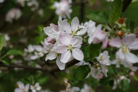 Selective focus, close up of blossoming cherry tree branch with white flowers Stock Photos