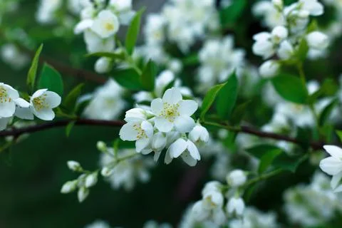 Selective focus, close up of blossoming cherry tree branch with white flowers Stock Photos