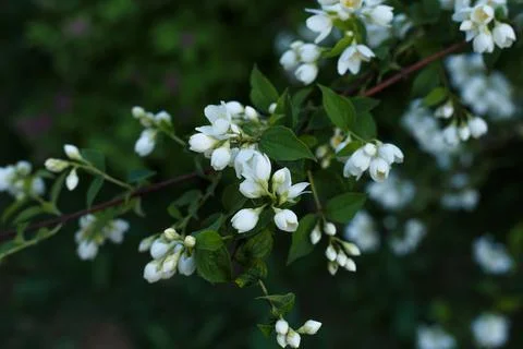 Selective focus, close up of blossoming cherry tree branch with white flowers Stock Photos