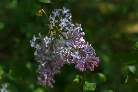Selective focus, close up of branch with blooming lilac flowers in the sunlight Stock Photos