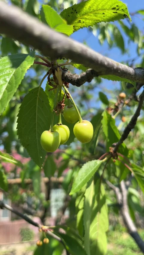 Selective focus close-up of cherry foliage and fruits 動画素材 335589251