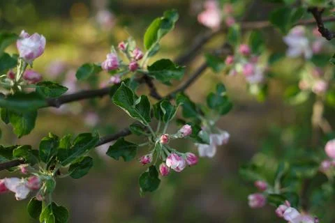 Selective focus, close up of cherry tree branch with blossoming pink flowers in Stock Photos