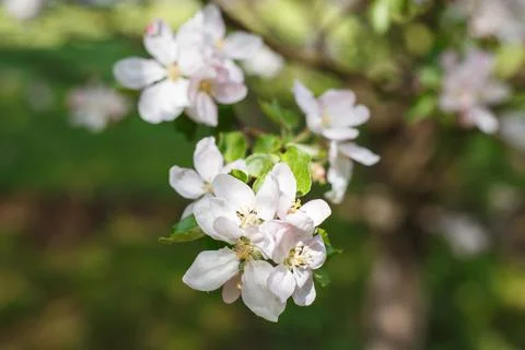 Selective focus, close up of cherry tree branch with blossoming flowers in the Stock Photos