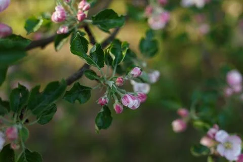 Selective focus, close up of cherry tree branch with blossoming pink flowers in Stock Photos