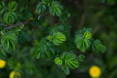 Selective focus, close up of green leaves. Concept of leaves and foliage Stock Photos