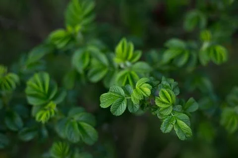 Selective focus, close up of hedge rose green leaves. Concept of leaves and Stock Photos